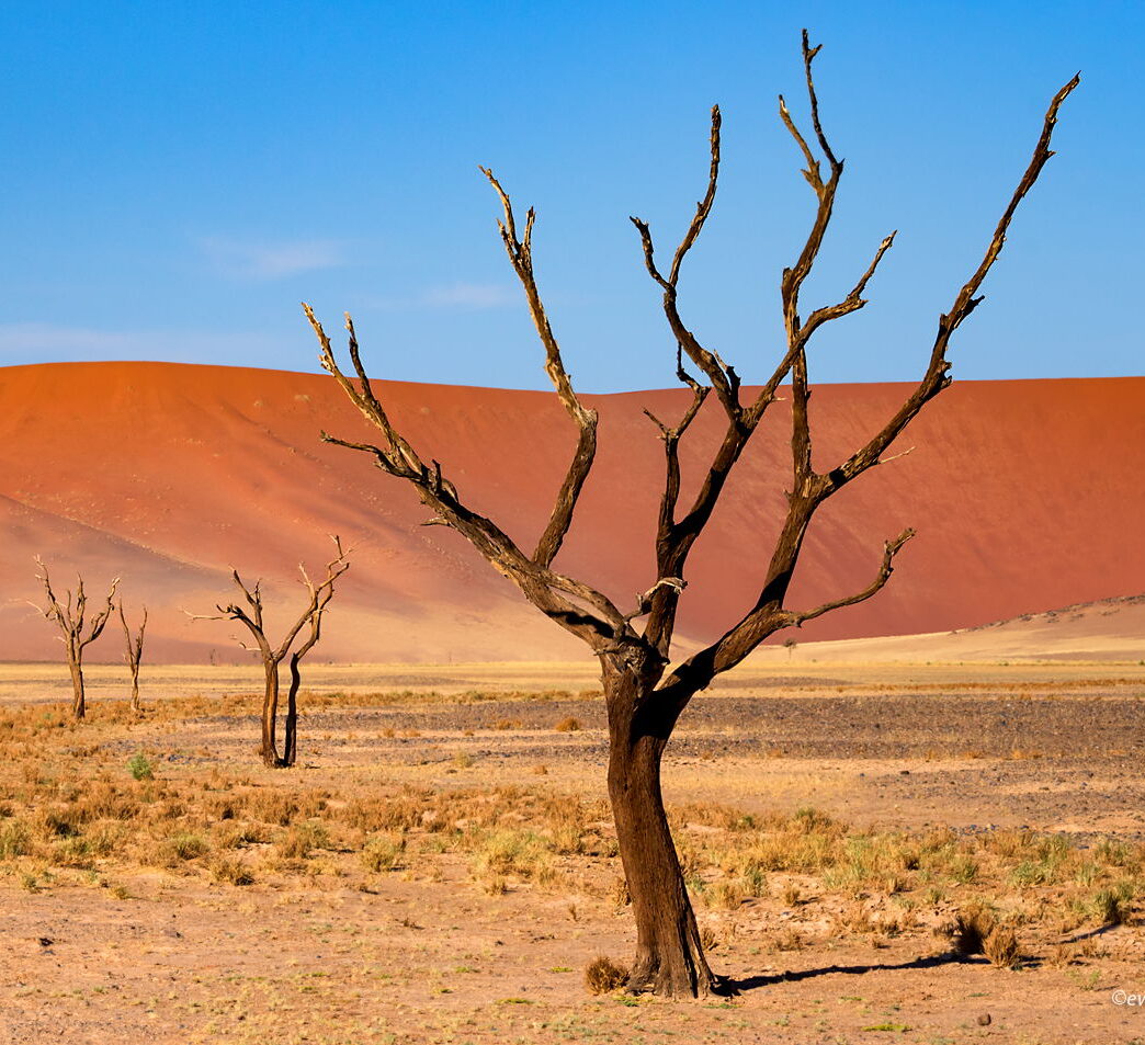 Drzewa pustyni Namib, perspektywa, kompozycja