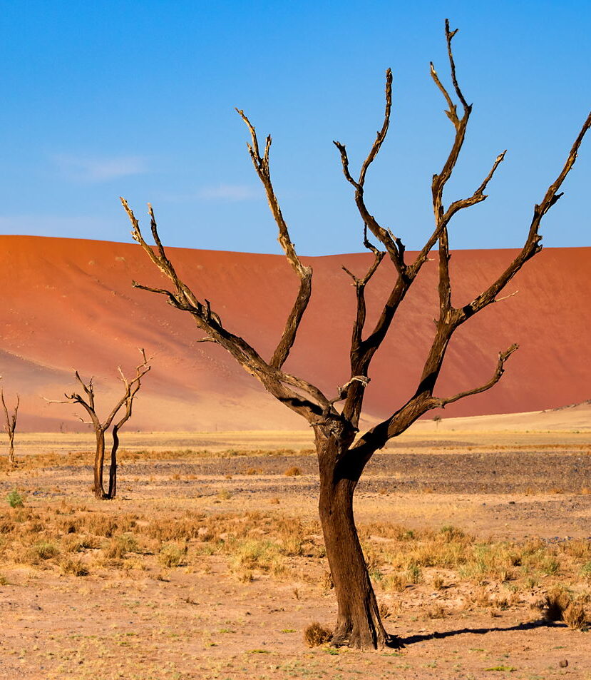 Drzewa pustyni Namib, perspektywa, kompozycja