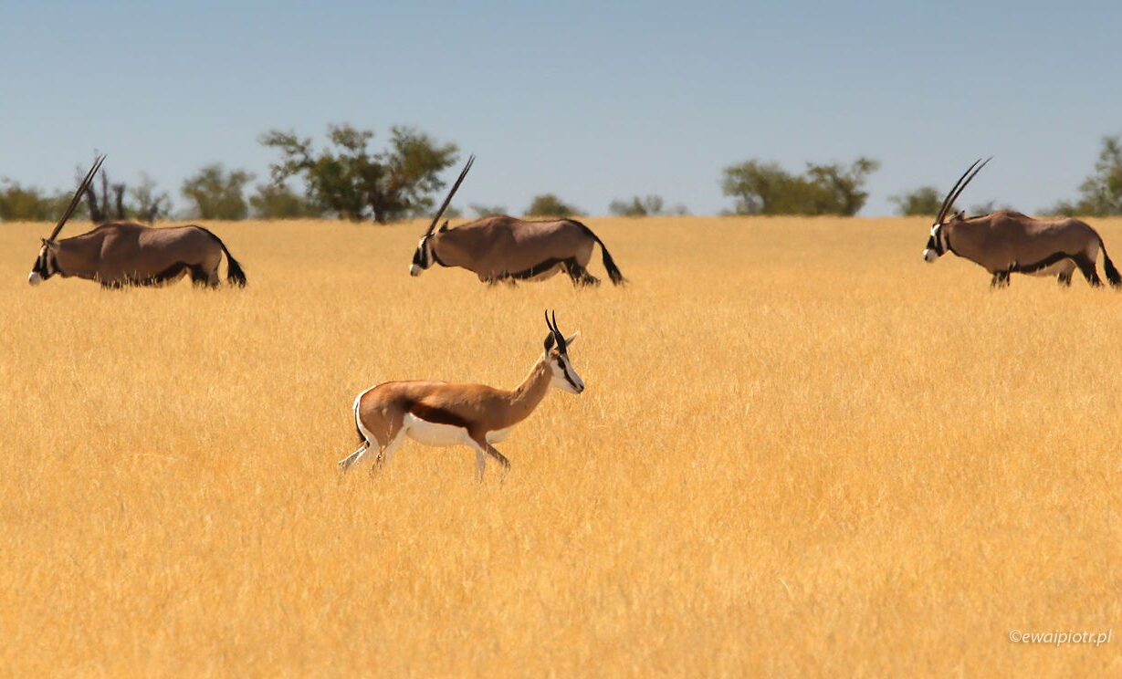 Antylopy w Etoszy, Namibia