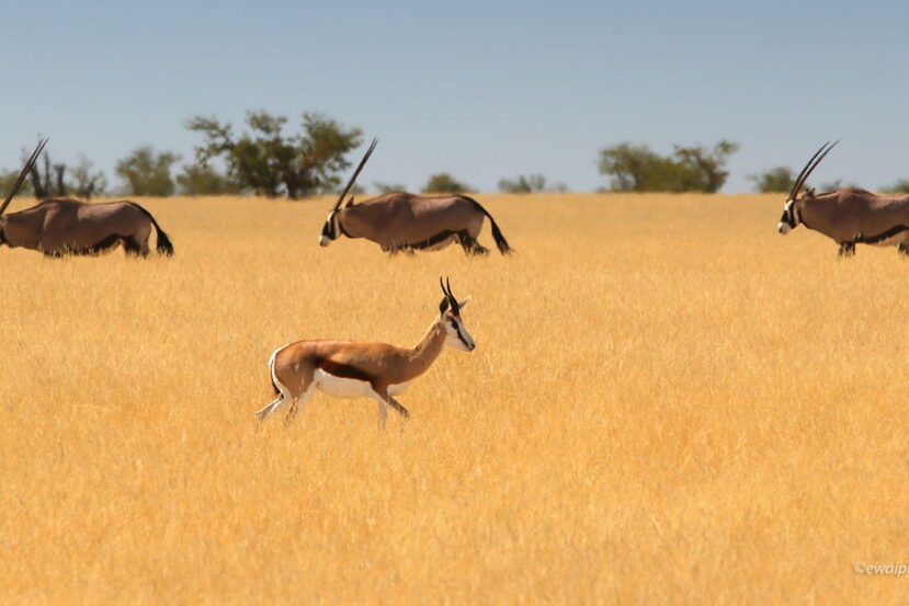 Antylopy w Etoszy, Namibia