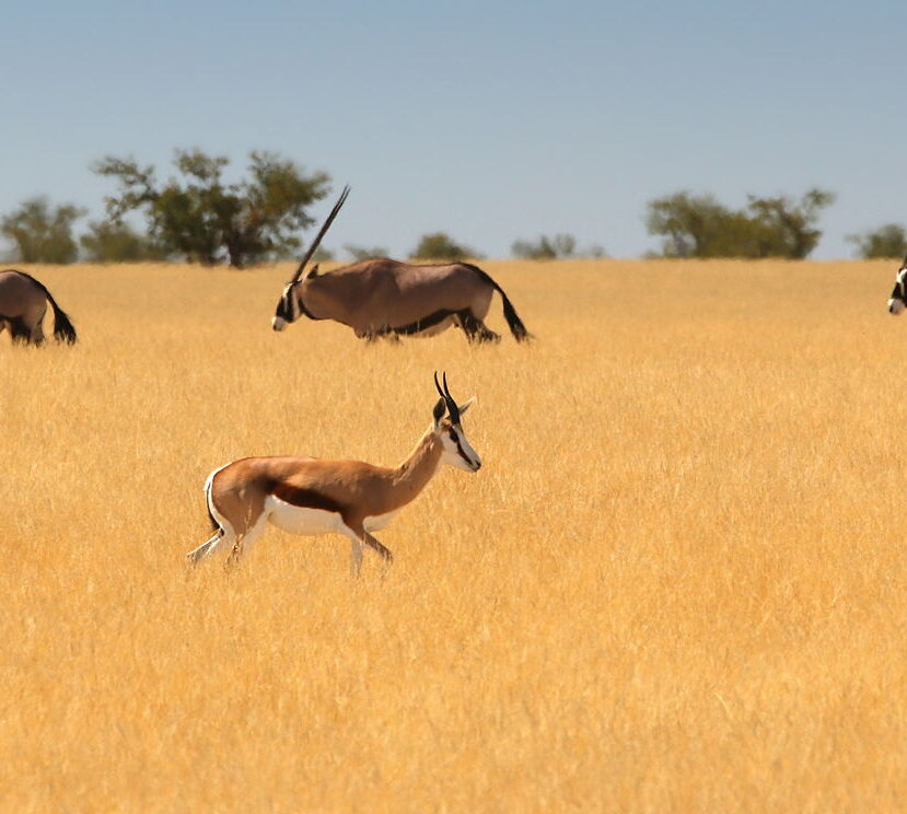 Antylopy w Etoszy, Namibia