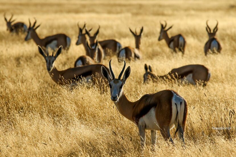 Klucz antylop, Namibia