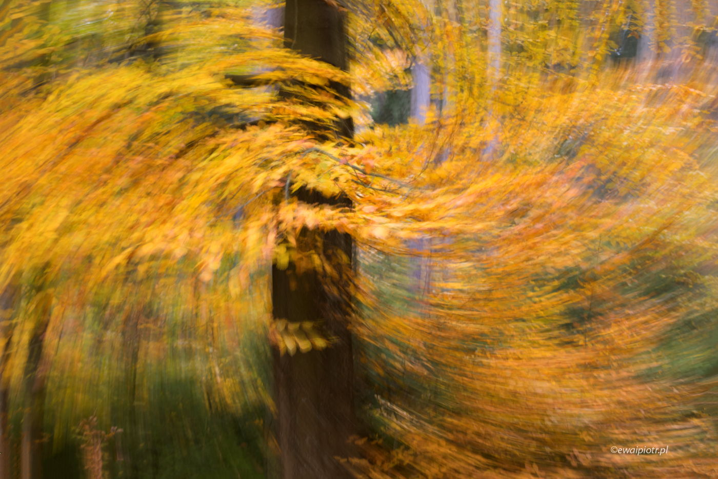 Wirujące liście, Karkonosze, intentional camera movement, warsztaty fotograficzne