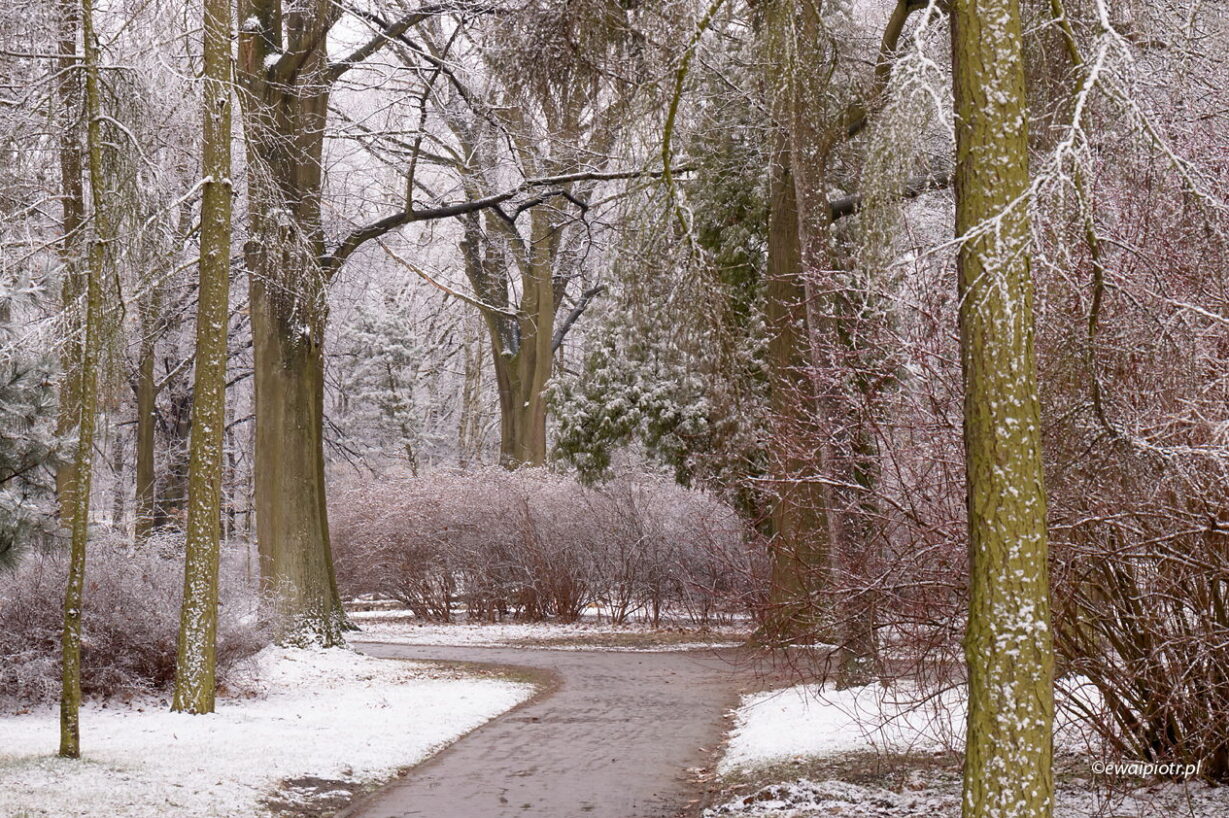 Zima we wrocławskim parku, jak fotografować śnieg
