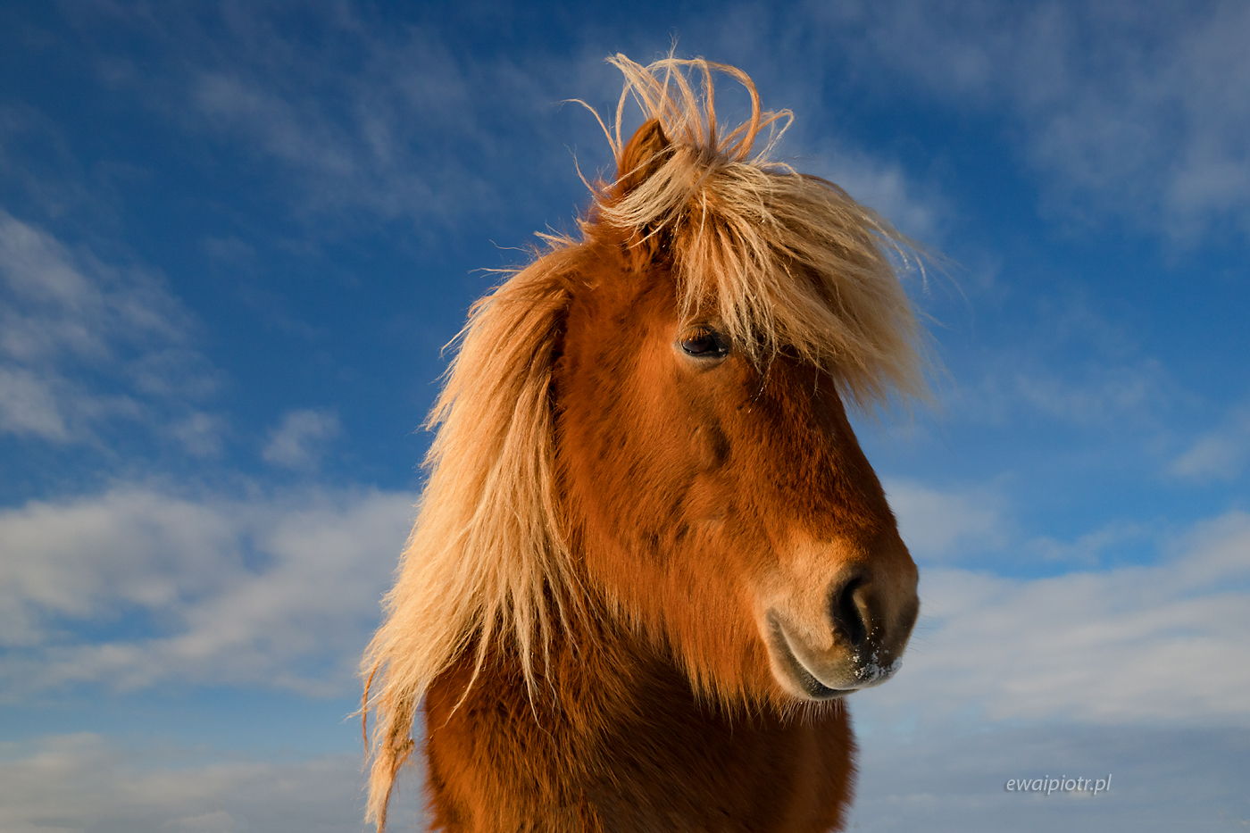 Islandzki koń