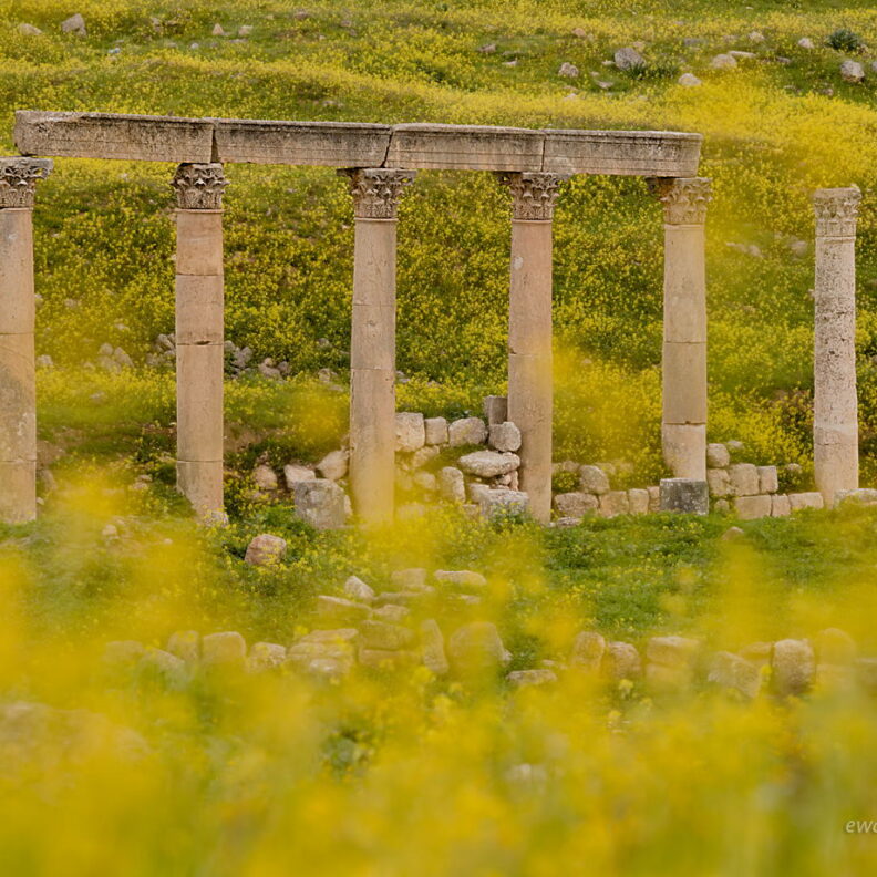 Kolumny w kwiatach, Dżerasz, Jordania, Jerash, fotowyprawa