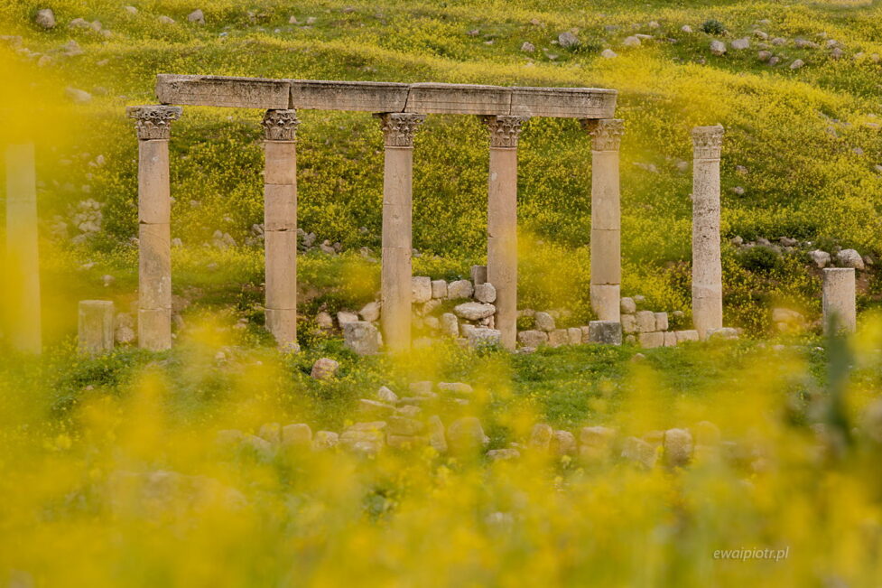 Kolumny w kwiatach, Dżerasz, Jordania, Jerash, fotowyprawa