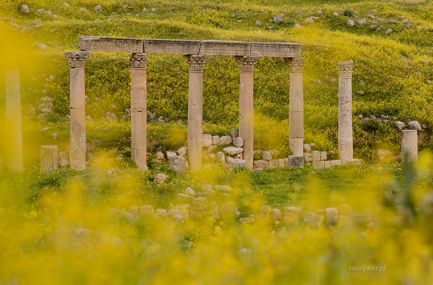 Kolumny w kwiatach, Dżerasz, Jordania, Jerash, fotowyprawa