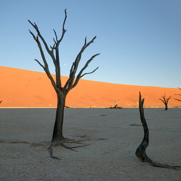 Martwe drzewa w Namibii