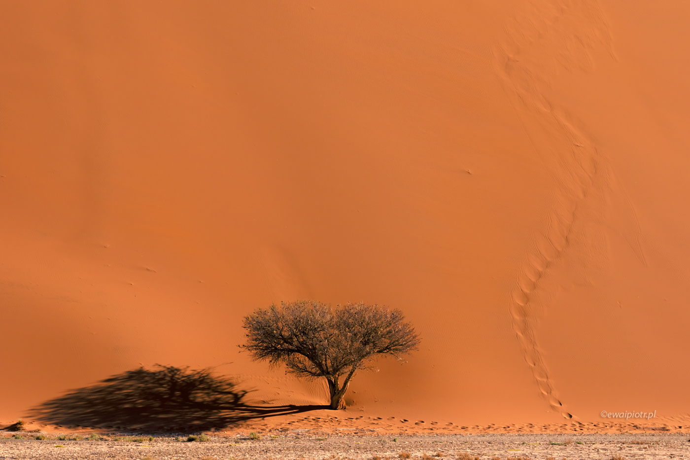 Drzewo i wydma, Namibia