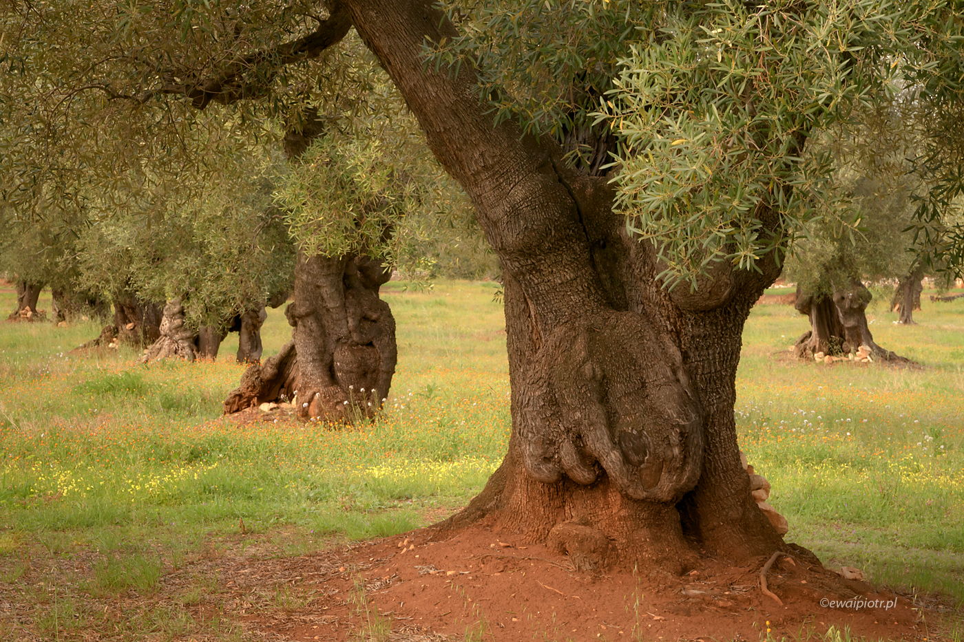 Wśród drzew oliwnych, Apulia
