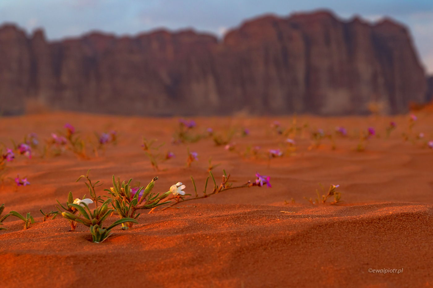 Kwiaty pustyni, Jordania, ostrzenie na pierwszy plan, składanie głębi ostrości