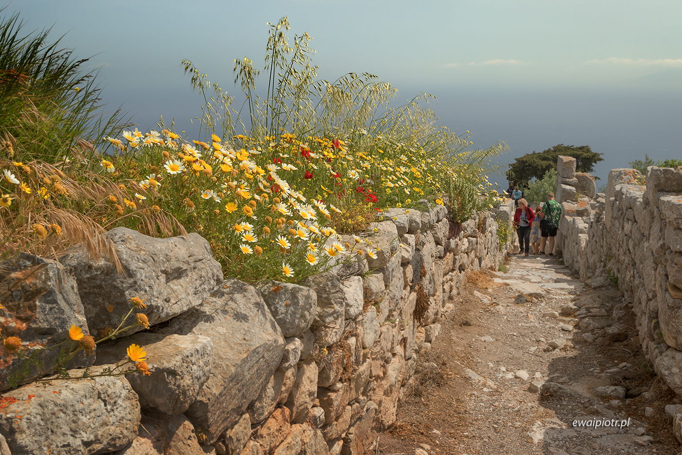 Kwiaty wśród ruin antycznej Thiry, Santorini