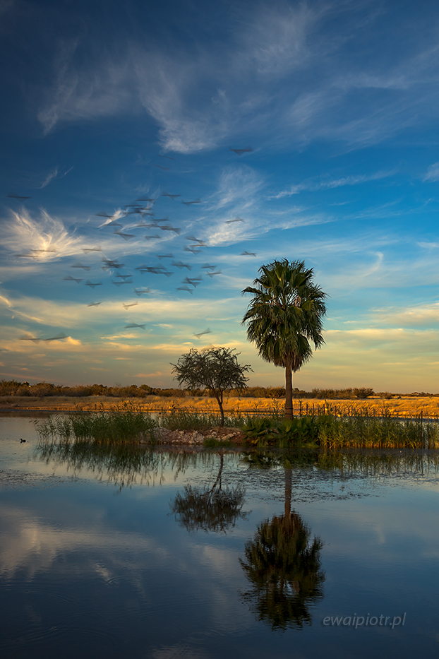Woda, palmy i stado ptaków, Namibia