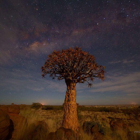 Drzewo kołczanowe i gwiazdy, Namibia, fotowyprawa
