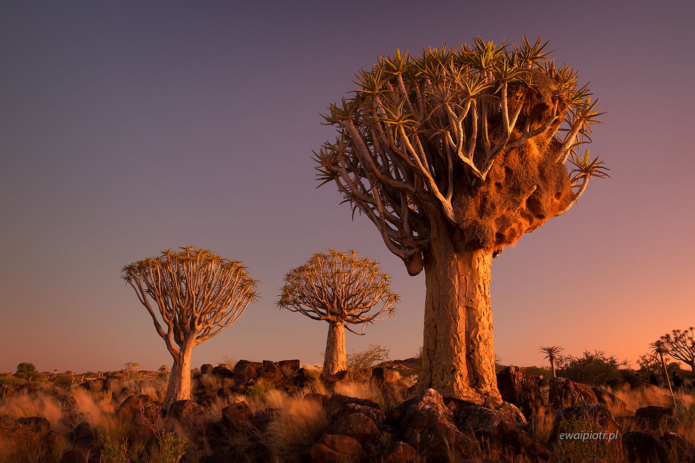 Drzewa kołczanowe i gniazdo wikłaczy, Namibia, warsztaty fotograficzne