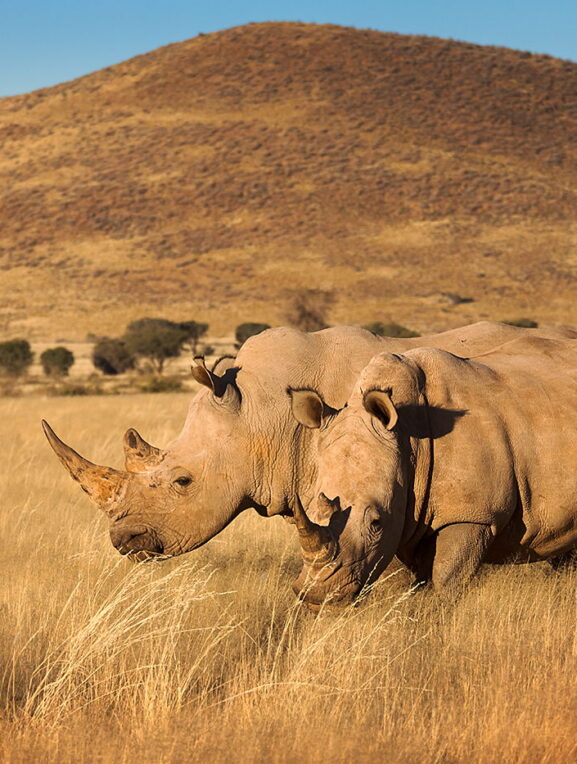 Nosorożce dwa, Namibia, fotowyprawa