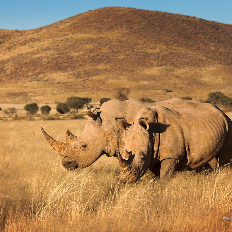 Nosorożce dwa, Namibia, fotowyprawa