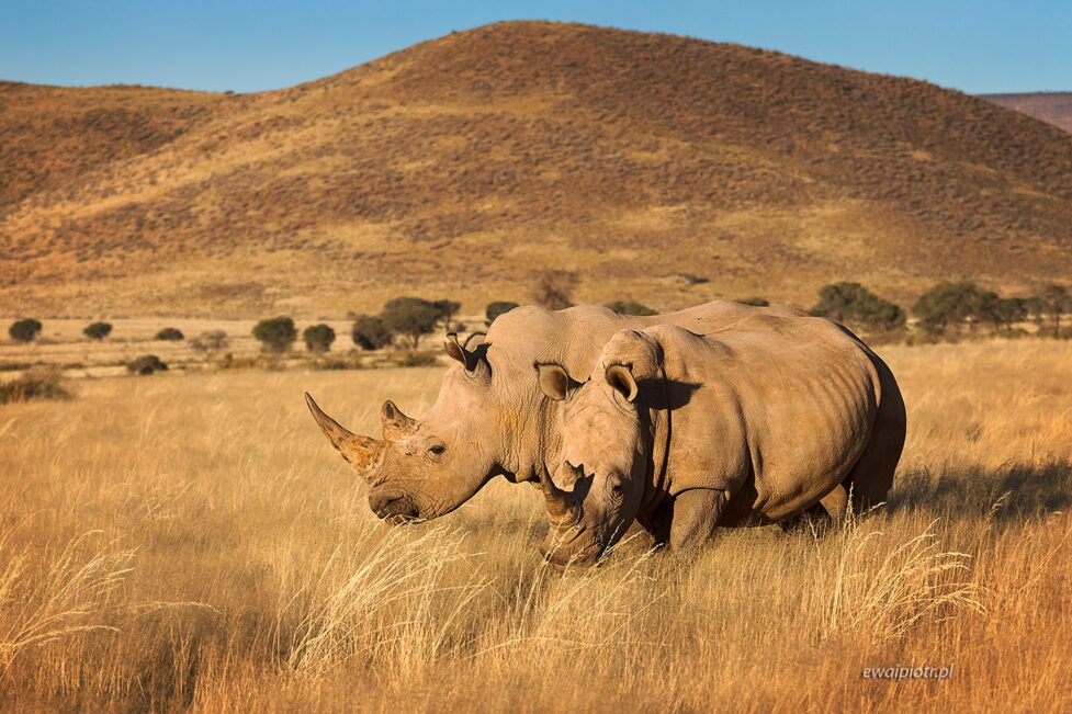 Nosorożce dwa, Namibia, fotowyprawa