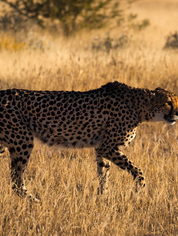 Spacer geparda, Namibia