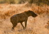 Hiena i jej zdobycz, Etosza, fotowyprawa Namibia
