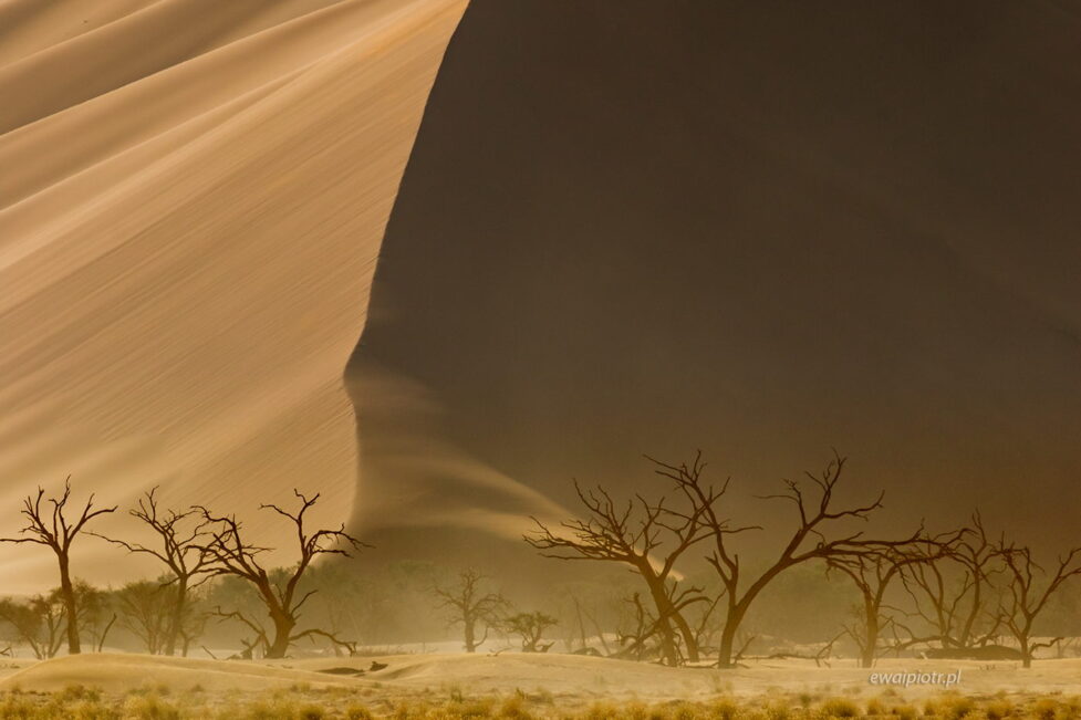 Akacje i wydma, Namibia, fotowyprawa