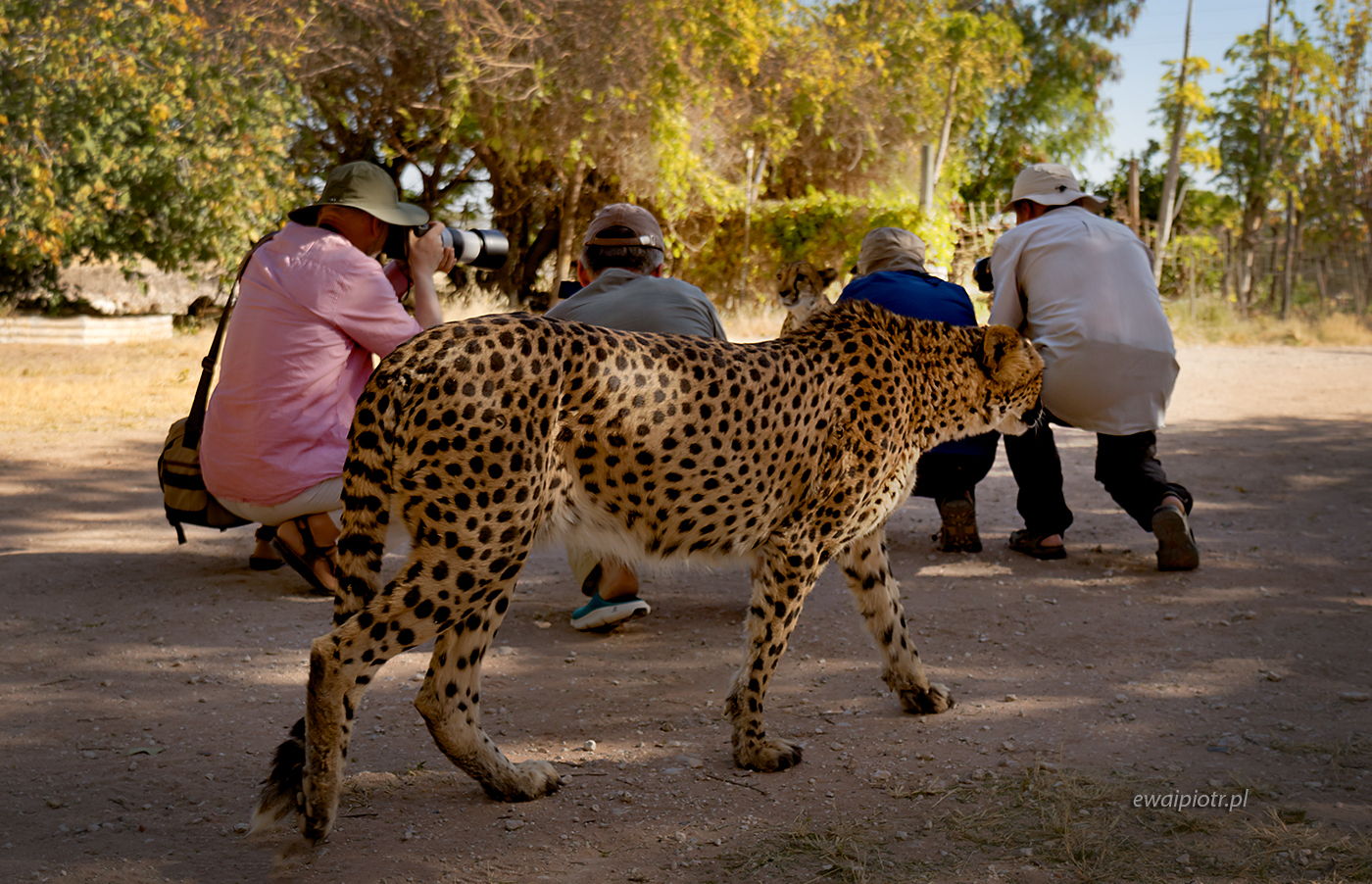 Nie oglądaj się teraz, Namibia, gepard i fotografowie