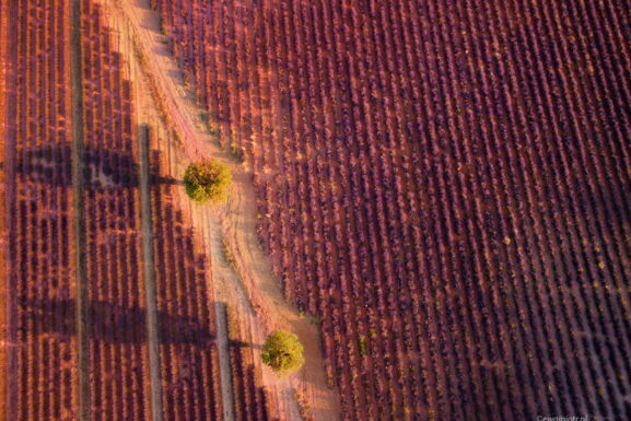 Pola lawendy, Prowansja, tańszy dron, z góry, fotowyprawa