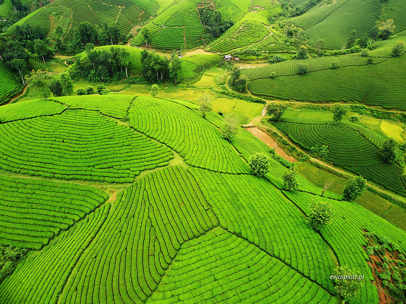 Plantacja herbaty, Wietnam, z drona, fotowyprawa
