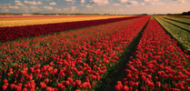 Tulipanowa Holandia – kwiecień 2023 Tulipanowa Holandia – kwiecień 2023