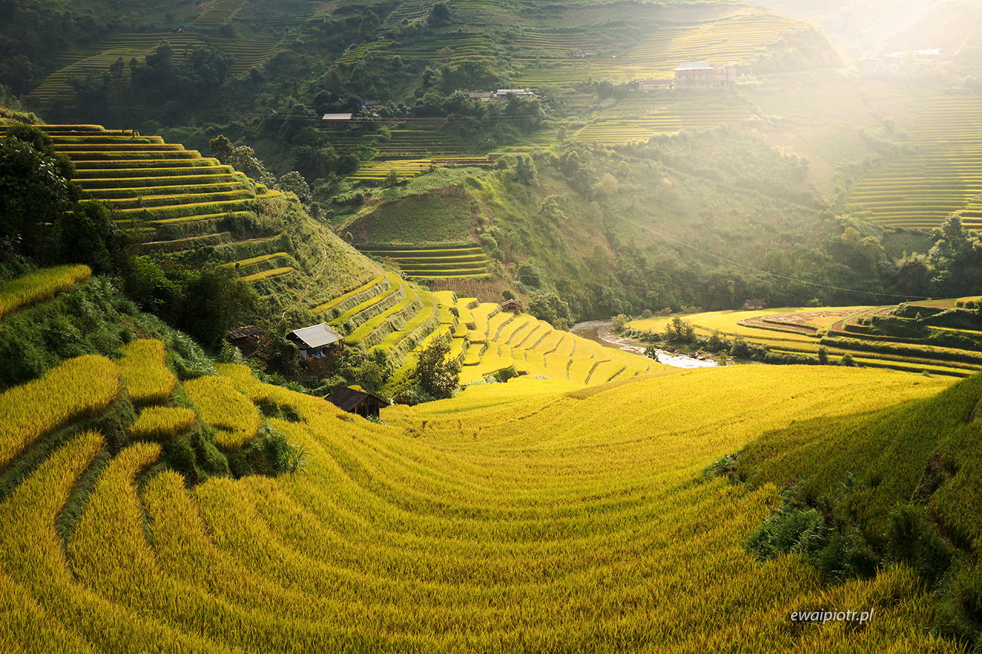 Złote tarasy pełne ryżu, Wietnam, wyprawa fotograficzna