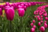 Pole kwitnących tulipanów, Holandia