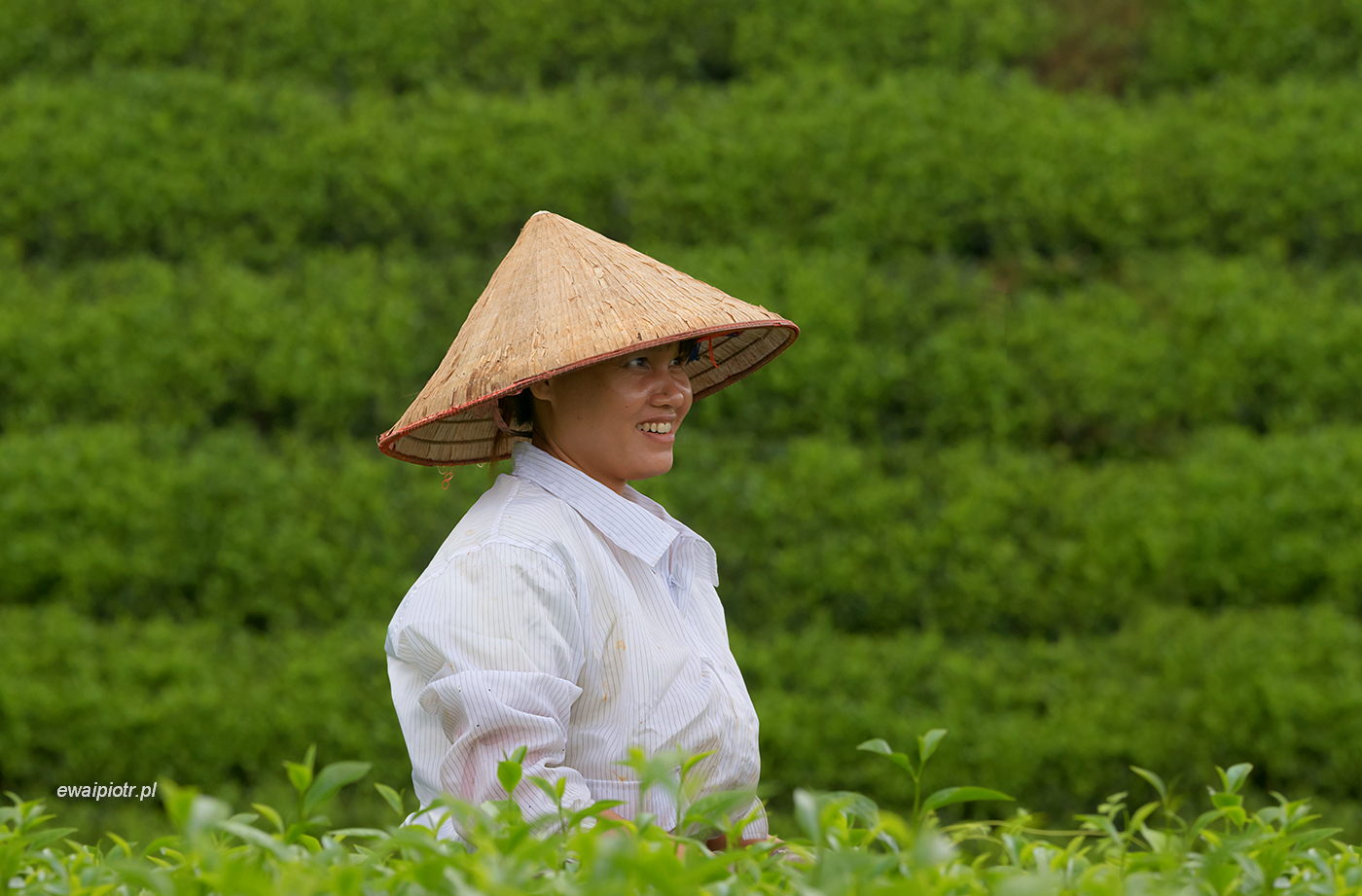 Pracując w herbacie, Wietnam, kobieta, zbiory herbaty, fotowyprawa, portret