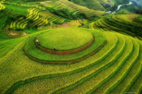 Tarasy ryżowe Mu Cang Chai, Wietnam, z drona, fotowyprawa