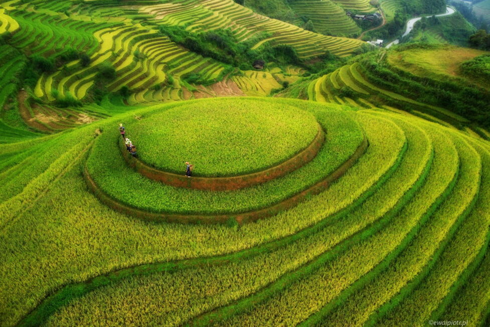 Tarasy ryżowe Mu Cang Chai, Wietnam, z drona, fotowyprawa