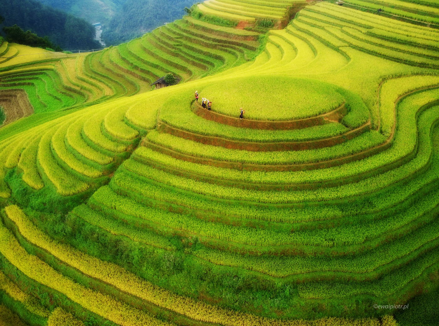 Tarasy ryżowe, północny Wietnam, DJI Mini, dron, warsztaty fotograficzne, świat z drona
