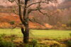 Szkockie lasy jesienią sfotografowane obiektywem 70 mm