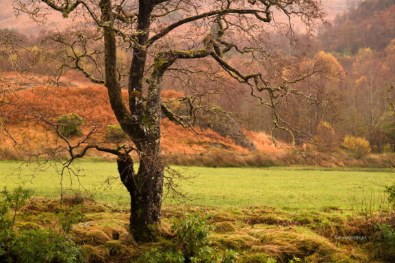 Szkockie lasy jesienią sfotografowane obiektywem 70 mm