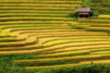 Pola ryżowe północnego Wietnamu