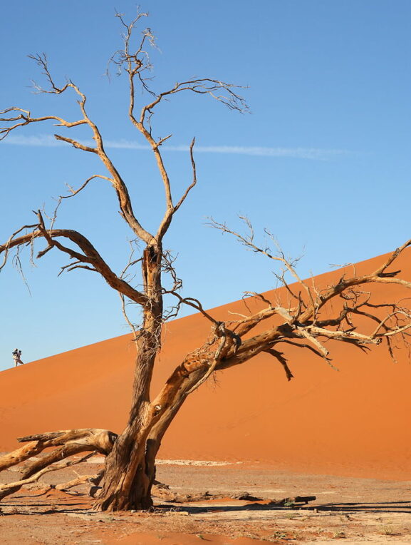 Sucha akacja i człowiek, Pustynia Namib