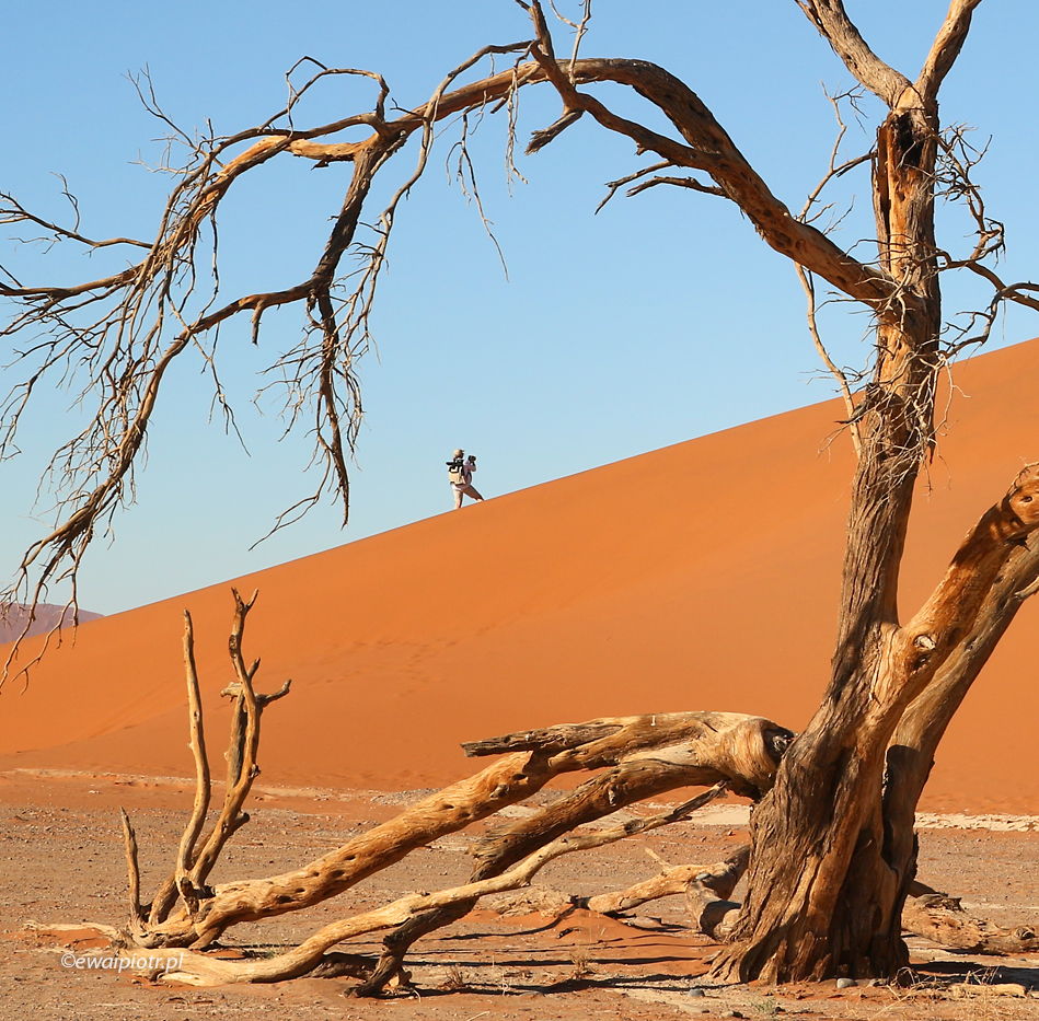 Sucha akacja i człowiek, Pustynia Namib