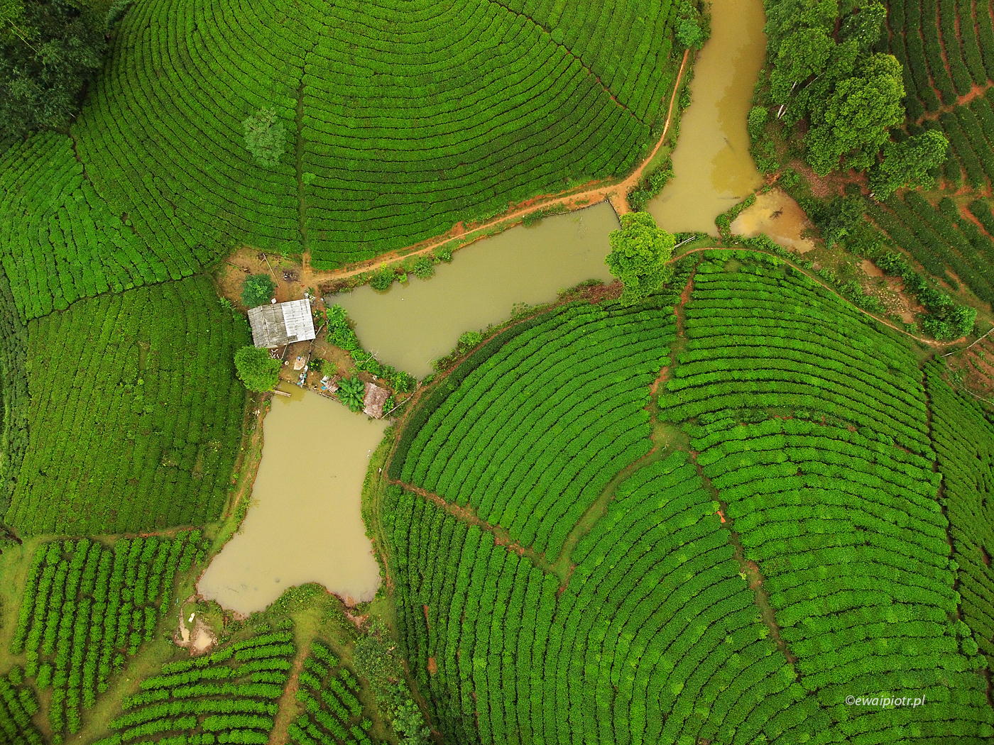 Plantacja herbaty z góry, Wietnam, z drona, czy wolno latać w Wietnami