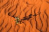 Roślinne wstążki na pustyni Wadi Rum, Jordania