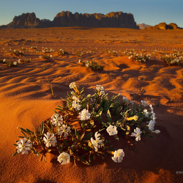 Kwiaty na pustyni Wadi Rum, Jordania, fotowyprawa