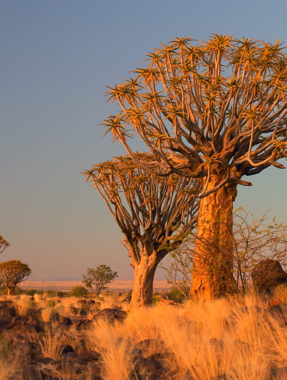 Drzewa kołczanowe przed świtem, Namibia
