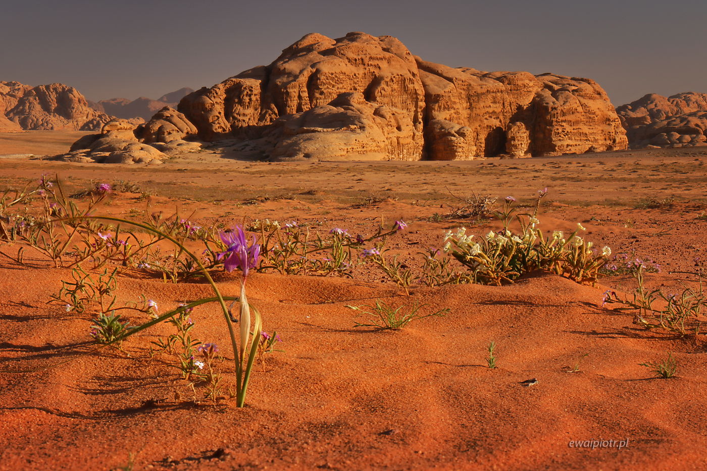 Kwiaty z Wadi Rum, Jordania, focus stacking, Helicon Focus, pustynia, warsztaty fotograficzne