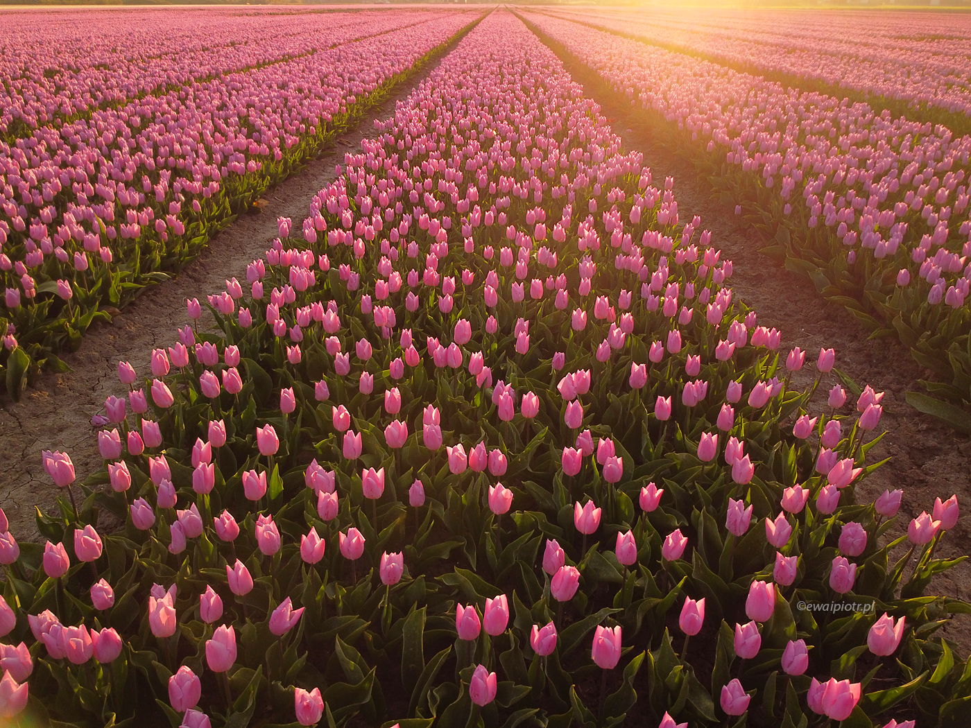 Pole tulipanów o wschodzie, Holandia, z drona, tulips, DJI Mini