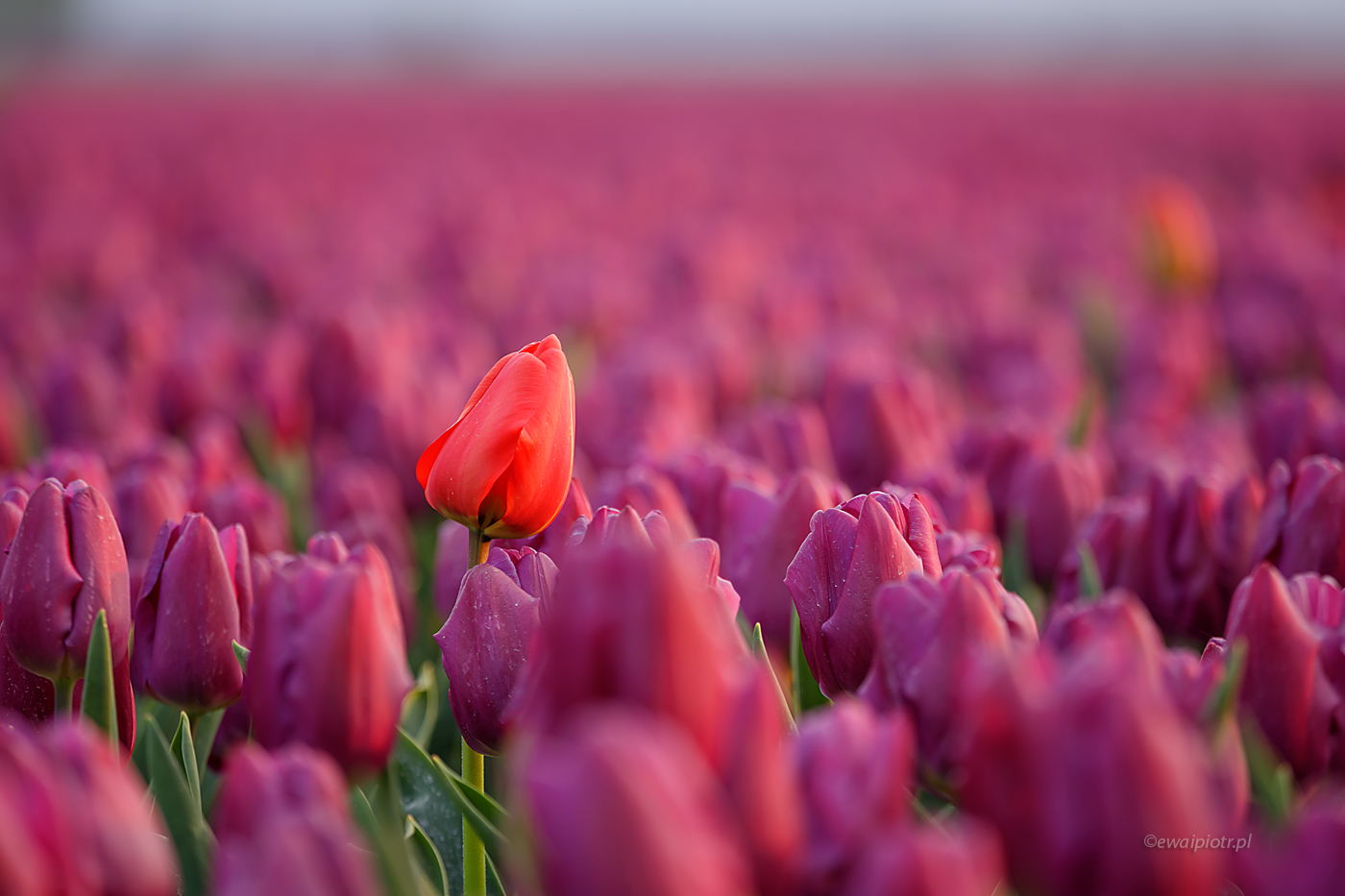 Na polu tulipanów, Holandia
