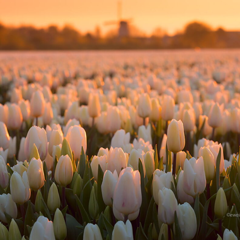 Białe tulipany i wiatrak, Holandia, wschód słońca, pod światło, fotowyprawa