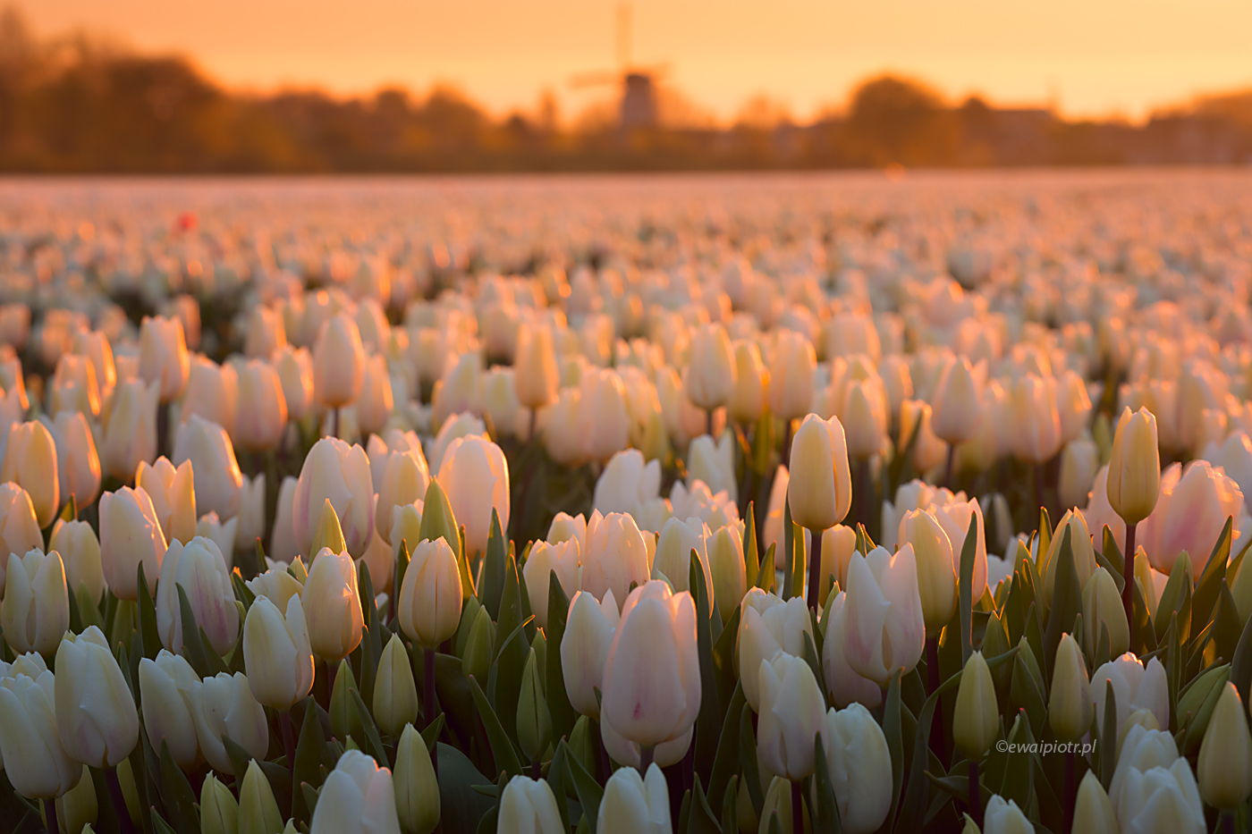 Białe tulipany i wiatrak, Holandia, wschód słońca, pod światło, fotowyprawa